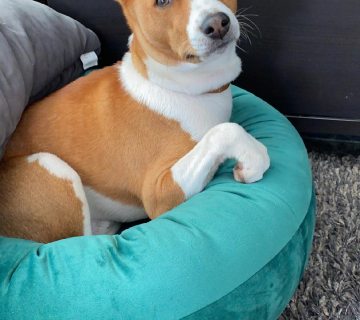 Miot/Litter A (Goldi i Malik)