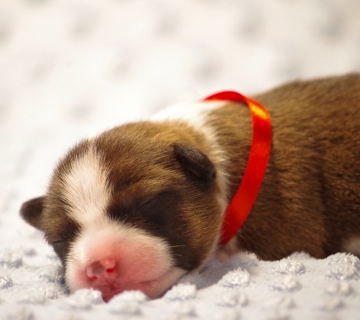 Miot/Litter A (Goldi i Malik)