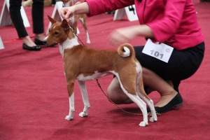 03.02.18 Club show of spitz and primitive type breeds Bydgoszcz