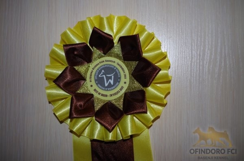 25.03.18 NDS Świebodzice