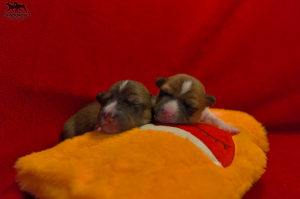 14.11.2022 Szczenięta są już z nami !!!