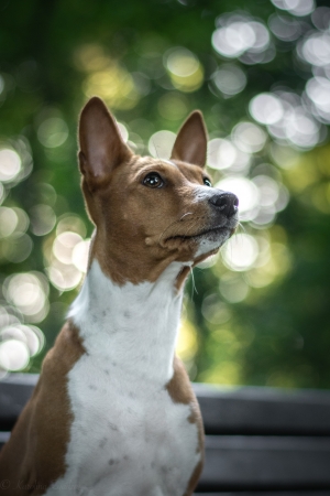 01.07.20 Goldi's eyes examination