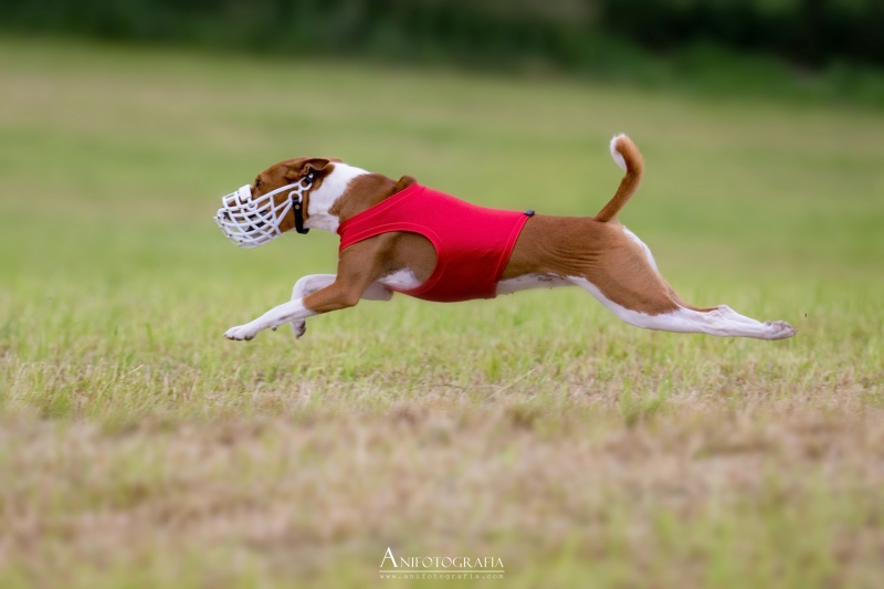 21.06.20 Coursing training Iwno
